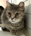 adoptable Cat in , MA named SUNBEAM