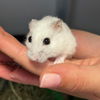 adoptable Hamster in , MA named DEWEY