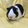 adoptable Guinea Pig in  named MUMU