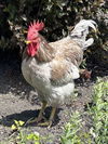 adoptable Chicken in Dedham, MA named DAVID BOWIE