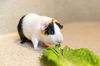 adoptable Guinea Pig in  named RUBIN