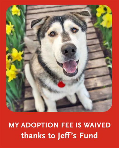 picture of the dog needing adoption