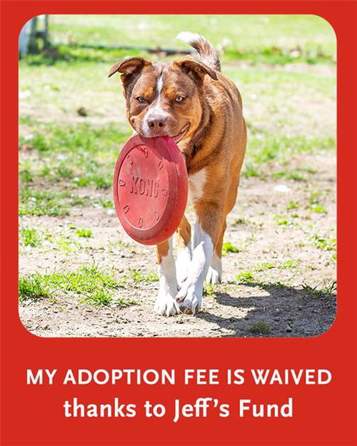 picture of the dog needing adoption