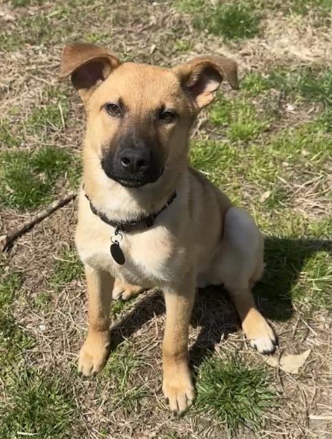 picture of the dog needing adoption