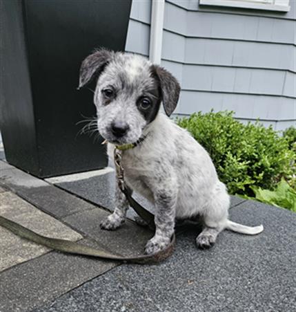 picture of the dog needing adoption