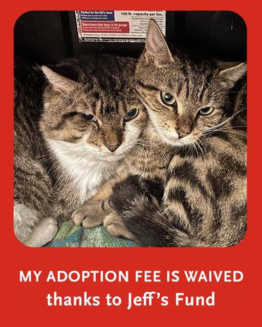 adoptable Cat in Dedham, MA named HEATHCLIFF