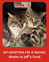 adoptable Cat in dedham, MA named HEATHCLIFF