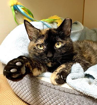adoptable Cat in Dedham, MA named NORA