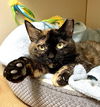 adoptable Cat in dedham, MA named NORA
