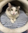 adoptable Cat in  named CRISPIN