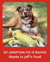 adoptable Dog in dedham, MA named PENNY