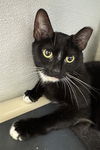 adoptable Cat in dedham, MA named MAGALIE