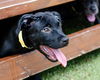 adoptable Dog in  named VERNA