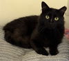 adoptable Cat in  named LICORICE