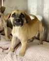 adoptable Dog in Dedham, MA named FIG