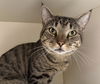 adoptable Cat in Dedham, MA named DOUG