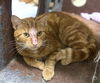 adoptable Cat in dedham, MA named MARBLE
