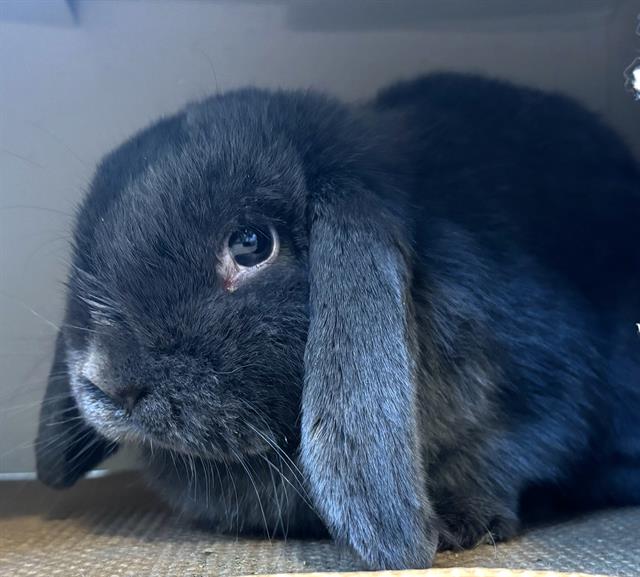 adoptable Rabbit in Dedham, MA named PRESLEY