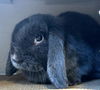 adoptable Rabbit in  named PRESLEY