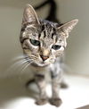 adoptable Cat in , MA named BROWNIE BATTER