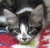 adoptable Cat in , MA named ELISSA