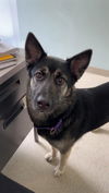adoptable Dog in , MA named BETH