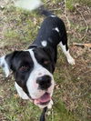 adoptable Dog in dedham, MA named THOR