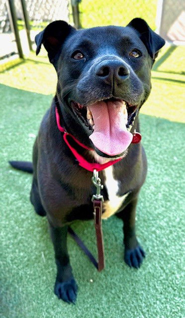 adoptable Dog in Dedham, MA named REMI