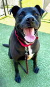 adoptable Dog in  named REMI