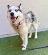 adoptable Dog in , MA named DIXIE