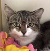 adoptable Cat in , MA named BOB