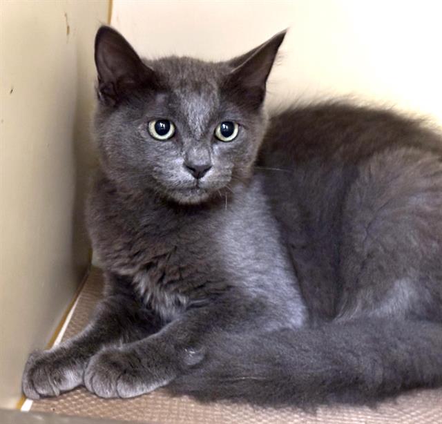 adoptable Cat in Dedham, MA named CHERRY