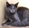 adoptable Cat in , MA named CHERRY