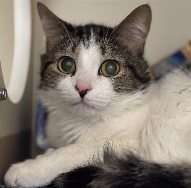 adoptable Cat in Dedham, MA named ATOM