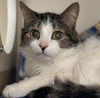 adoptable Cat in  named ATOM