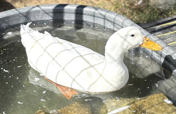 PEANUT BUTTER QUACKERS
