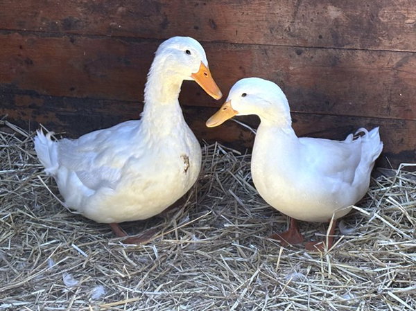 PEANUT BUTTER QUACKERS