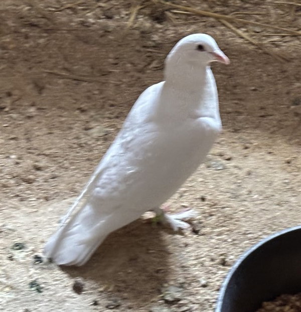 PALOMA PIGEON