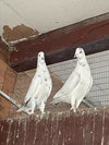 PALOMA PIGEON - Photo 1