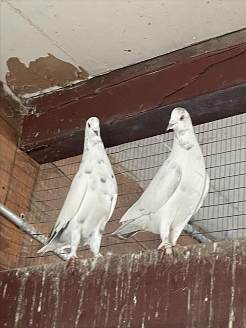 PALOMA PIGEON