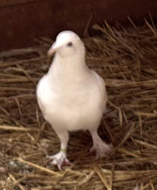 HARVEY BIRDMAN - Pigeon available for adoption