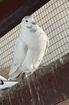 HOMING HAROLD - Photo 1