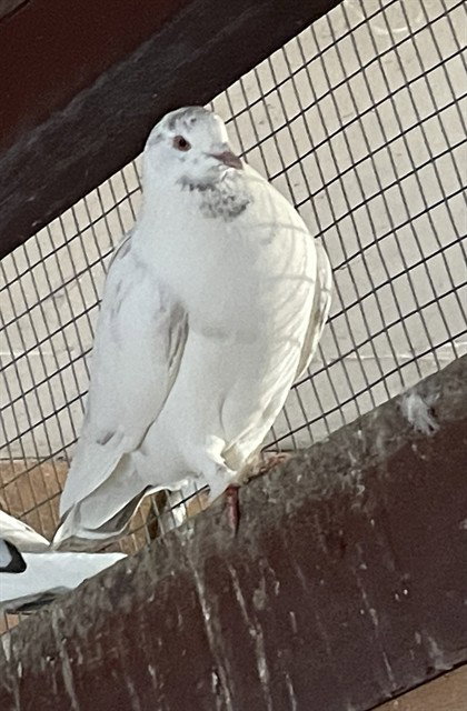 HOMING HAROLD - Pigeon available for adoption