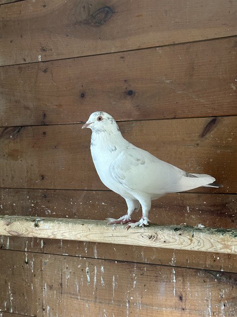 HOMING HAROLD - Pigeon available for adoption