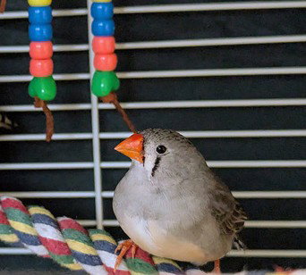 TAMERA - Finch available for adoption