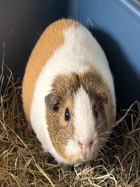FRANKIE Image