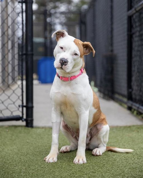 AMBER, an adoptable Staffordshire Bull Terrier in Dedham, MA