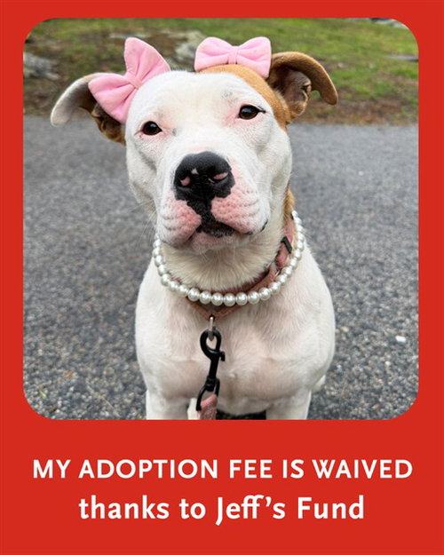 AMBER, an adoptable Staffordshire Bull Terrier in Dedham, MA