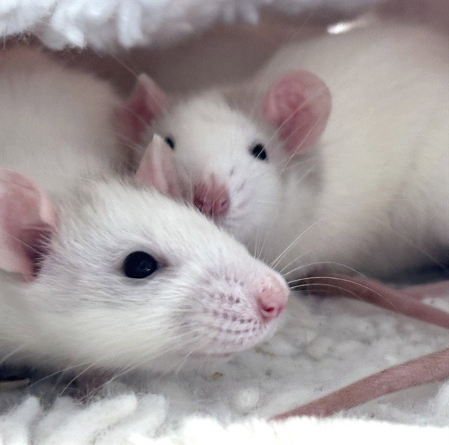 SUGAR GLIDER Image