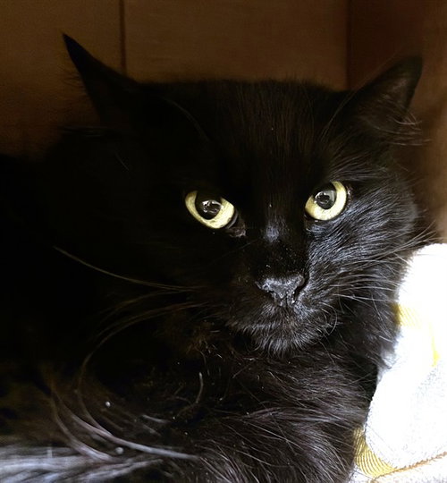 MRS B, an adoptable Domestic Long Hair in Dedham, MA